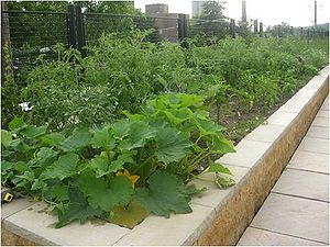 image of St. Paul Minnesota Firestation green roof